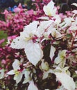 Beautiful bushes with pink and white leaves in a park.